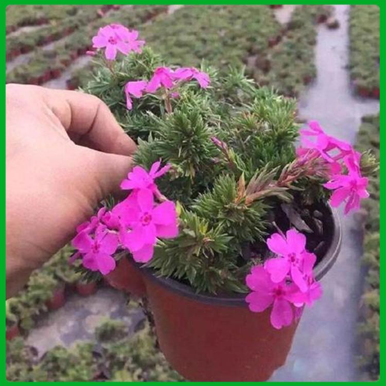 产地供应 福禄考 草花种植基地