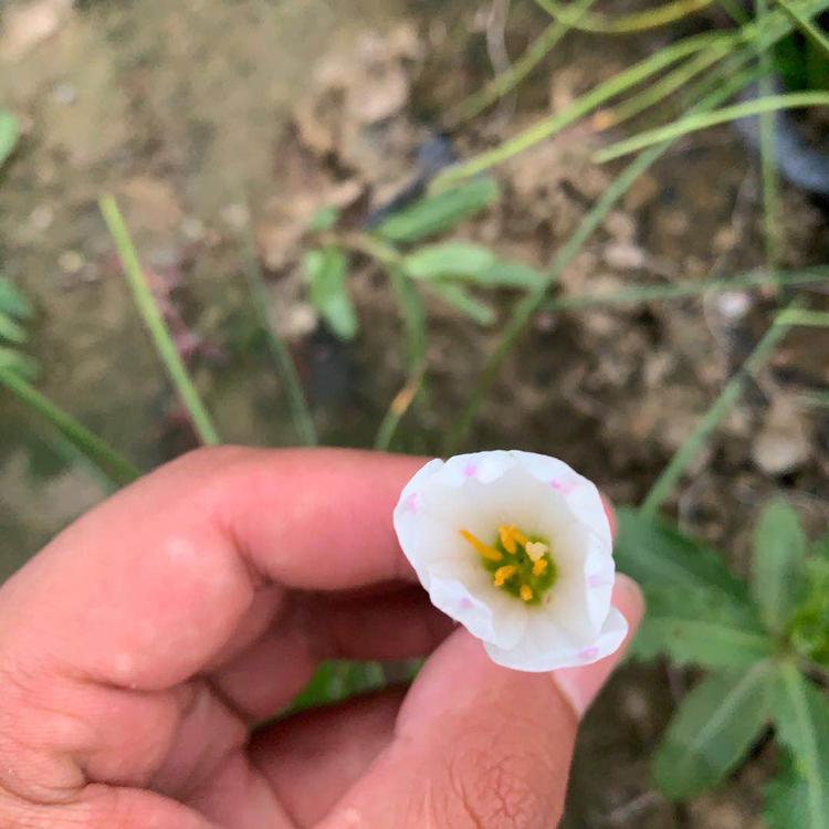 葱兰花苗 现货发售葱兰花苗 供应商葱兰花苗