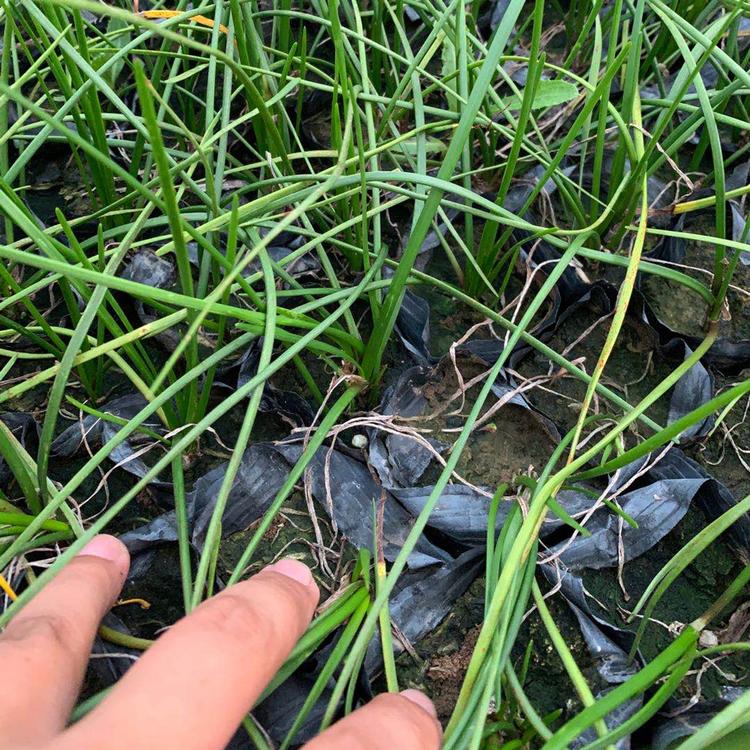 葱兰花苗 内蒙古葱兰花苗 供应商葱兰花苗