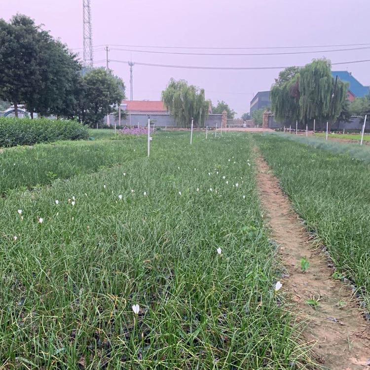 葱兰花苗 现货发售葱兰花苗 出售葱兰花苗
