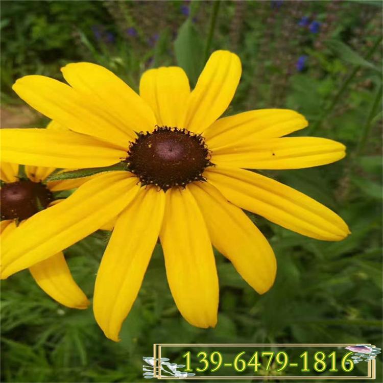 多年生花卉黑心菊价格 黑心菊小苗基地 金光菊花海设计