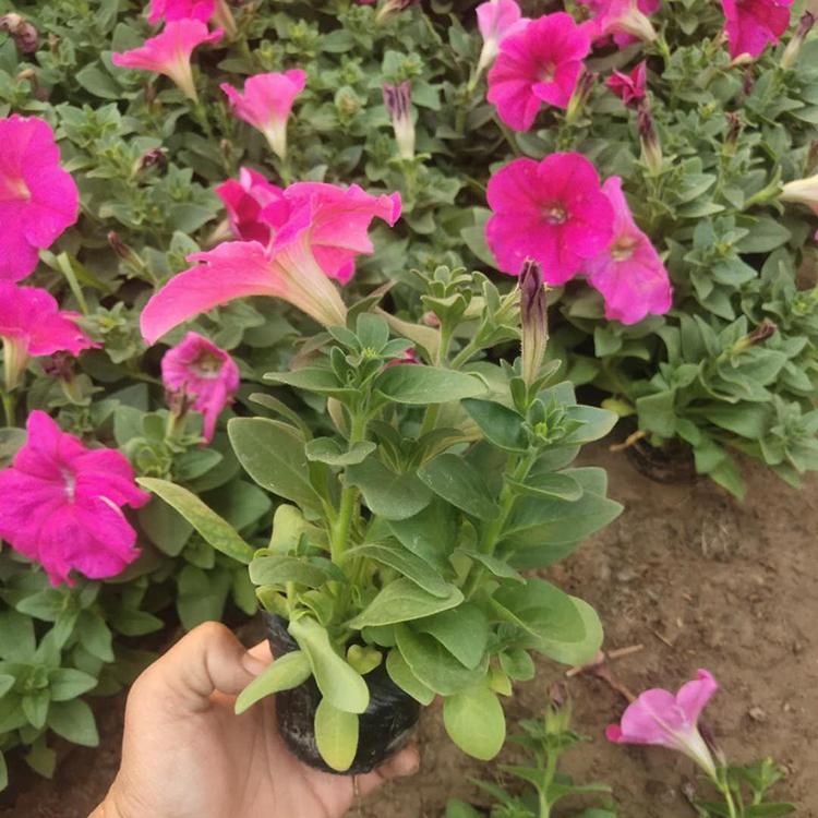 矮牵牛供应商 矮牵牛基地培育 租摆用矮牵牛
