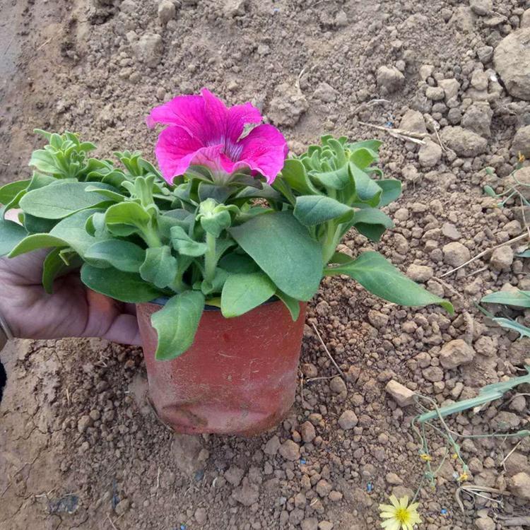矮牵牛种植基地 矮牵牛基地培育 山东矮牵牛