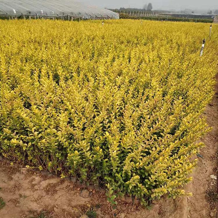 山东金叶女贞种植基地 金叶女贞价格 金叶女贞批发