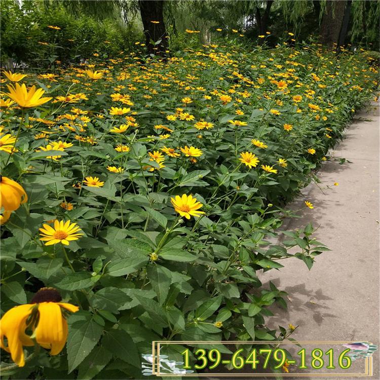 耐旱耐热金光菊花种籽 黑心菊花期长花海小苗 黄花瓣黑心野花