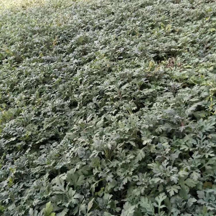 春彩花卉种植培育地被菊 地被菊小苗批发