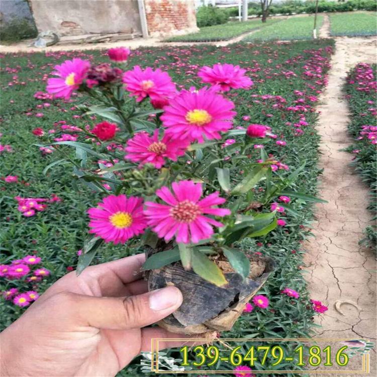荷兰菊容器苗 山东青州大量供应地被草花荷兰菊小苗 公园花海租摆系列