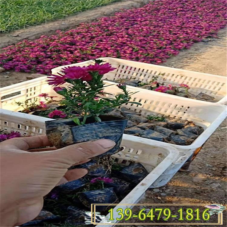 批发质量好的荷兰菊 宿根花卉多彩荷兰菊价格 紫红色小菊花