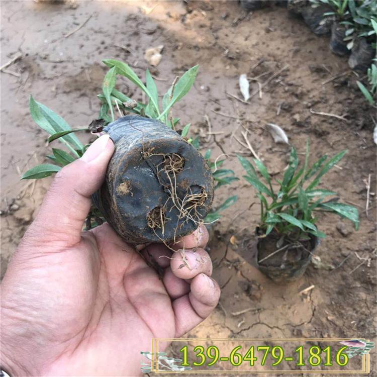 紫色荷兰菊营养钵苗 花色艳丽 花期长四季花开荷兰菊带花盆