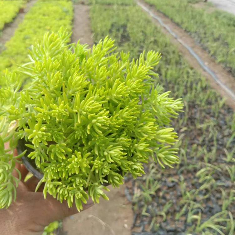 好苗预定 金叶佛甲草 金叶佛甲草基地