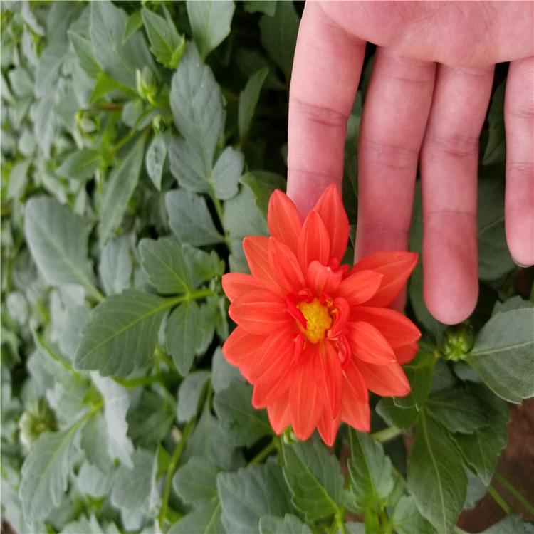 小丽花种植基地 批发小丽花 厂家直销小丽花花卉造型
