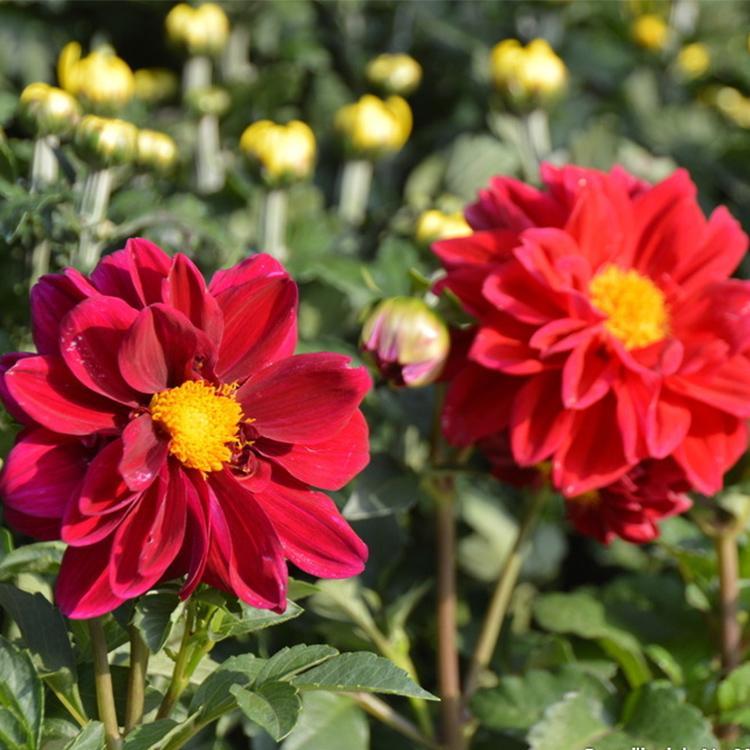 小丽花 小丽花基地 小丽花批发 小丽花供应