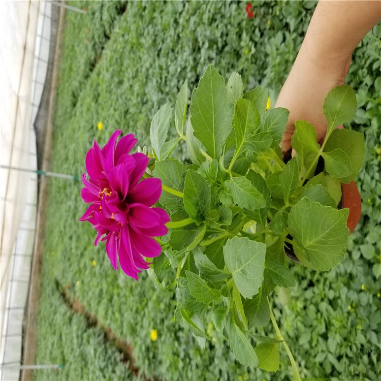 小丽花 小丽花批发 小丽花供应