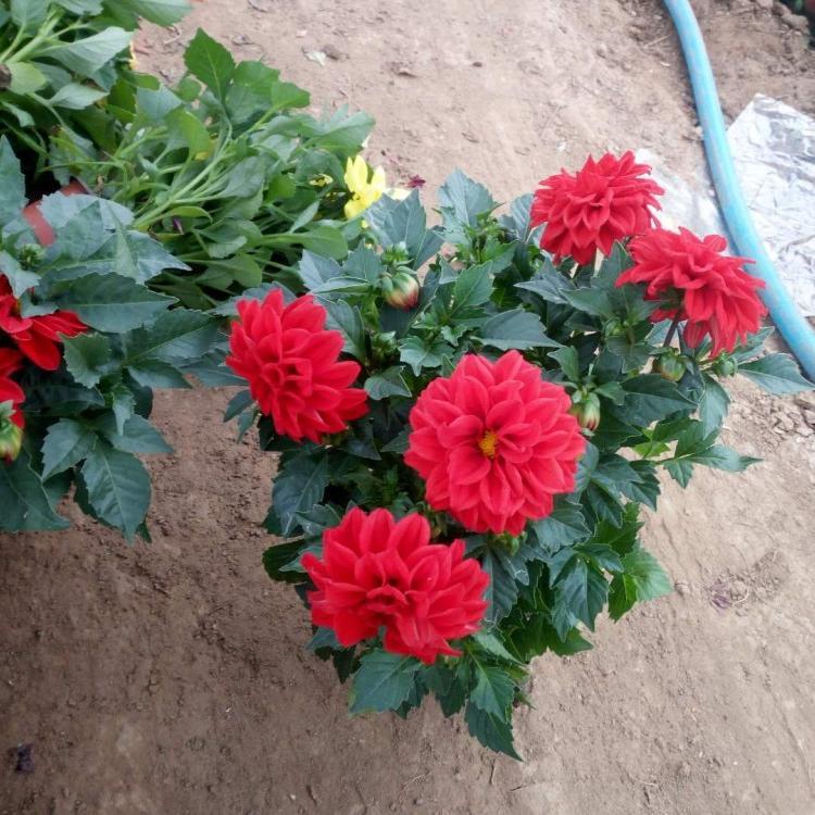 小丽花种植基地  小丽花植株低矮花期长