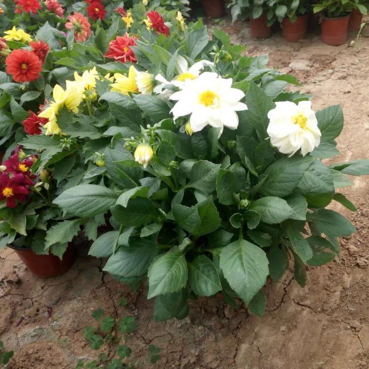 小丽花 庭院阳台观赏花卉小丽花 绿化工程苗木小丽花