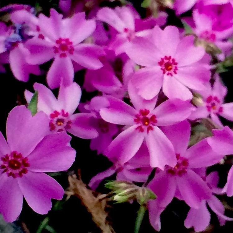 芝樱小苗种植 芝樱小苗批发 青州芝樱小苗