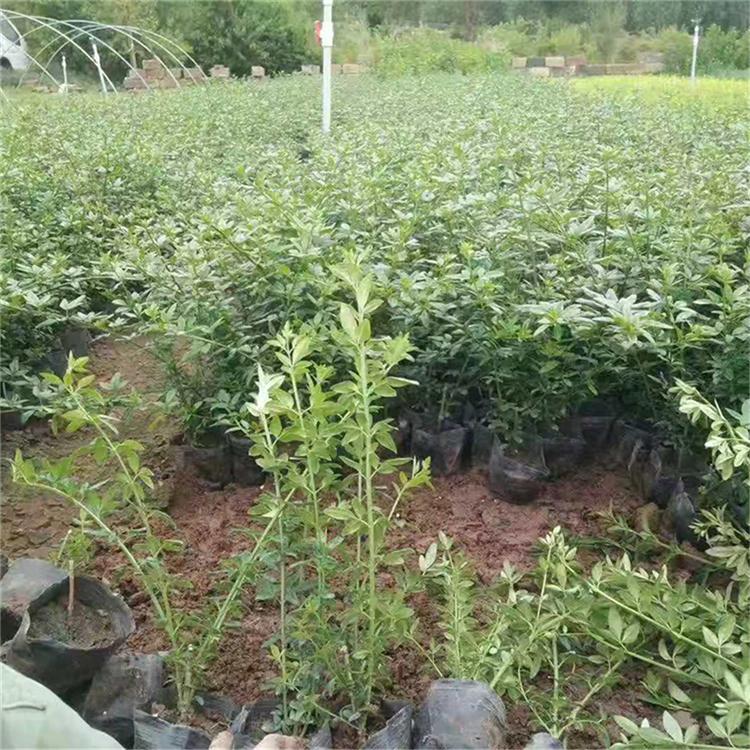 黄花迎春 订购报价 山东迎春供货商