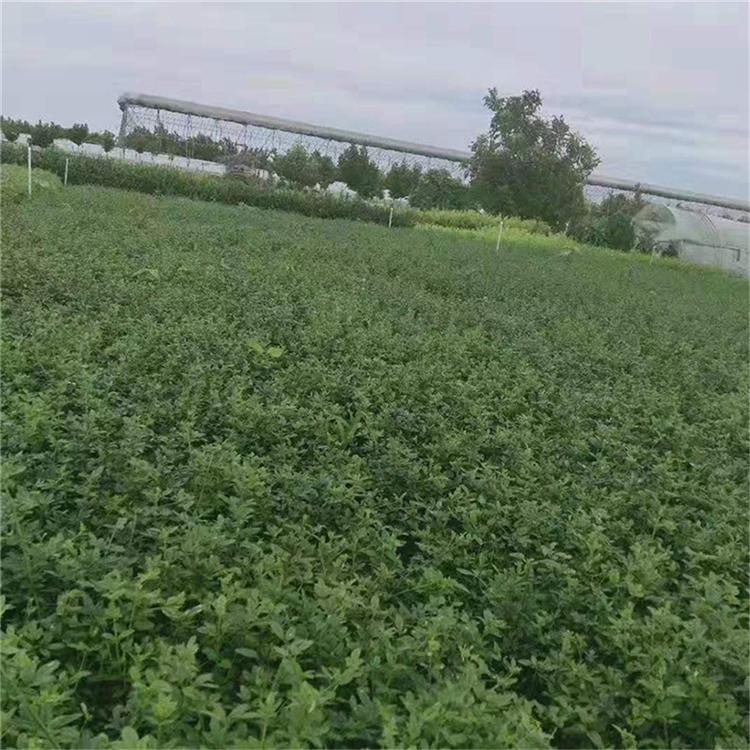 基地直销 迎春花 迎春批发商