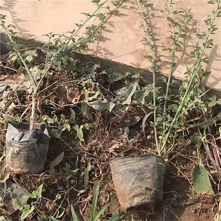 迎春花 基地直销 山东迎春批发商
