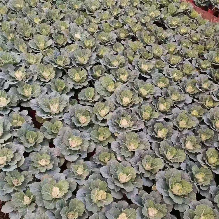 蓝溪花卉 羽衣甘蓝小苗 羽衣甘蓝价格