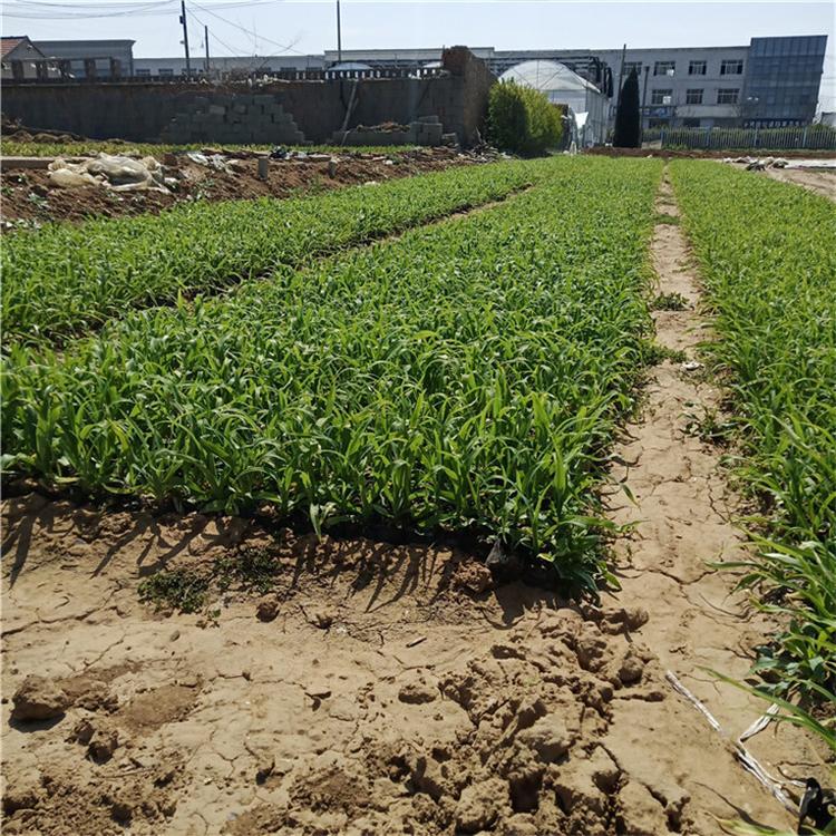 大花萱草量大从优 萱草花绿化用苗 市场基地批发