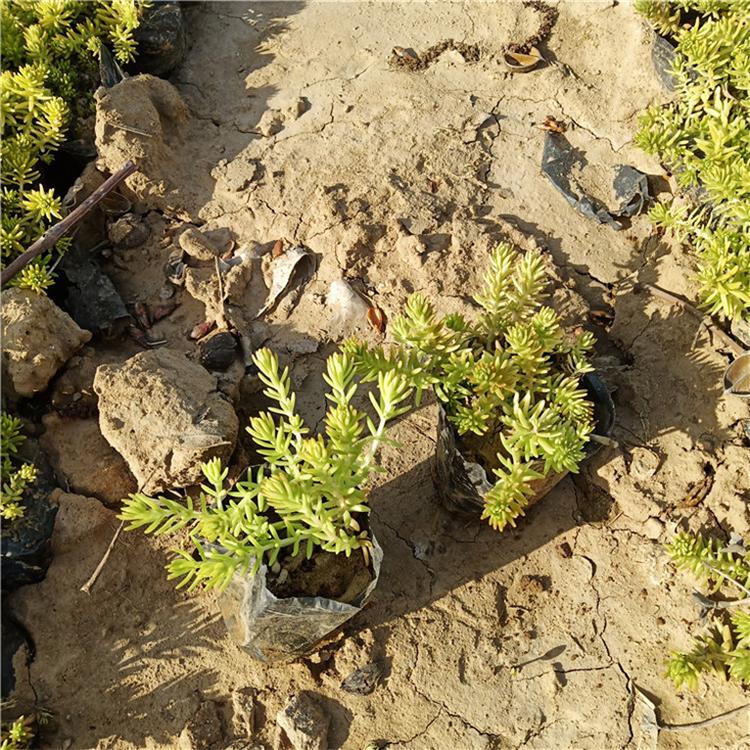 佛甲草量大从优 佛甲草道路用苗 种植基地批发