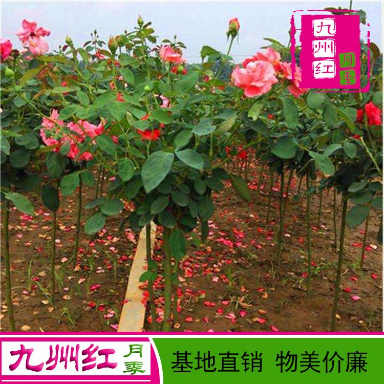 月季批发价格-月季批发-月季价格-月季批发基地-高杆月季树