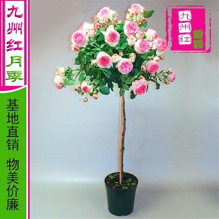 厂家直销 棒棒糖月季树批发的价格 九州红月季