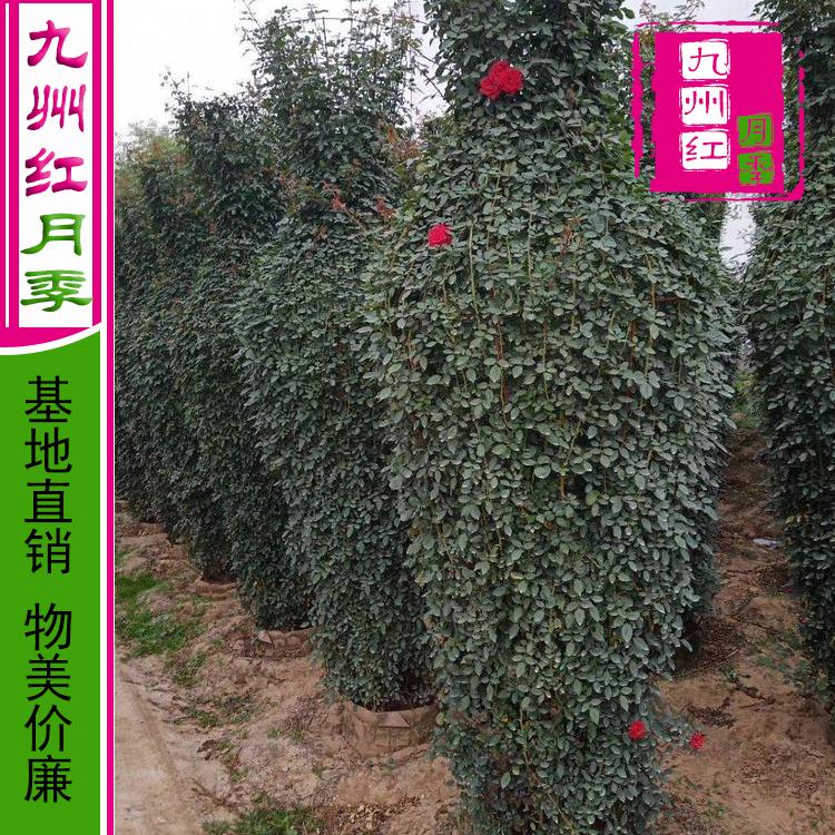 造型月季 月季花瓶价格 花瓶月季批发 造型月季批发价格---九州红万亩月季基地