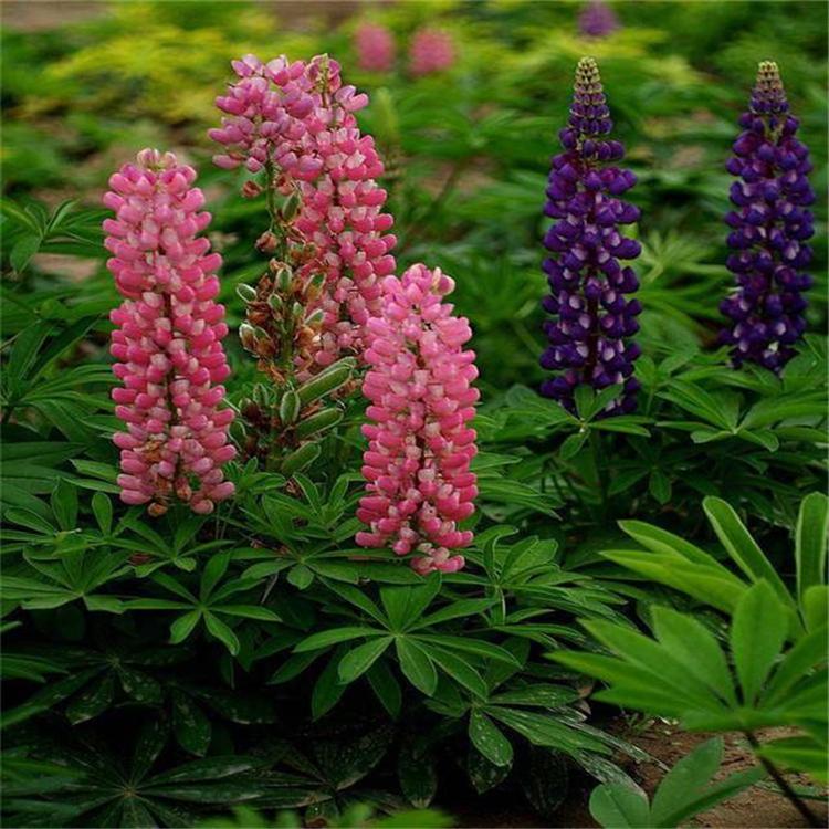 羽扇豆基地 山东青州羽扇豆种植基地 优良羽扇豆