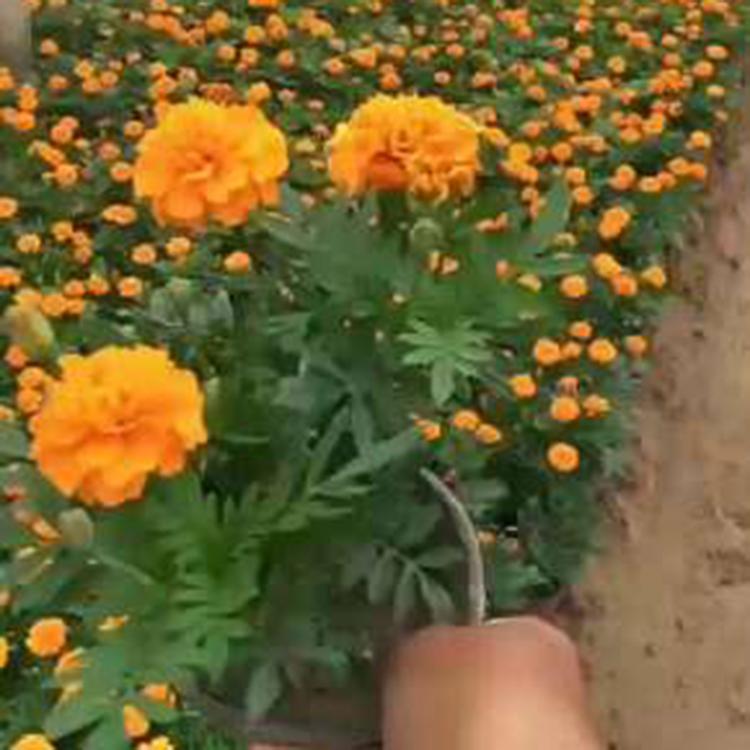 大量批发 孔雀草 山东时令草花供应 孔雀草供应商