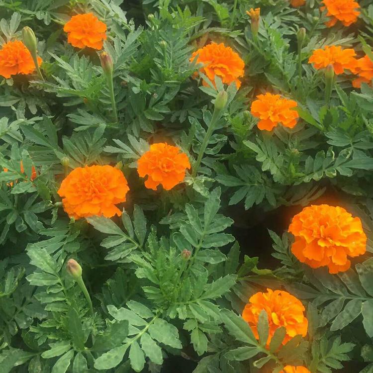 价格从优 孔雀草 青州草花基地 孔雀草销售