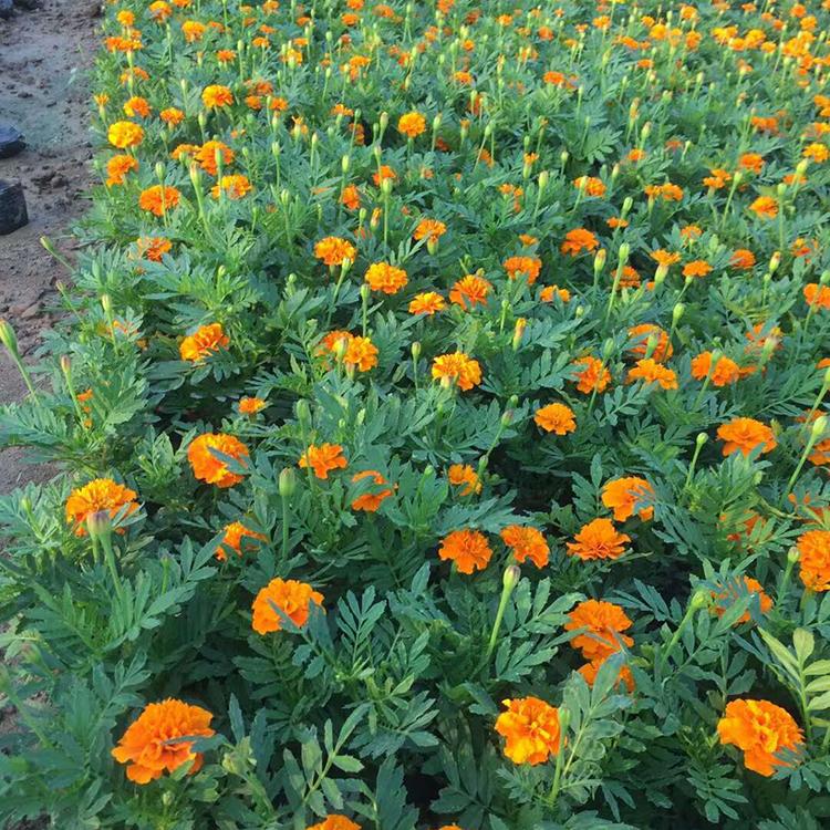孔雀草供应商 青州草花基地 价格从优