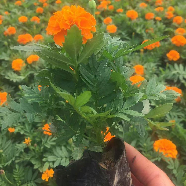 孔雀草销售 山东时令草花供应 大量批发