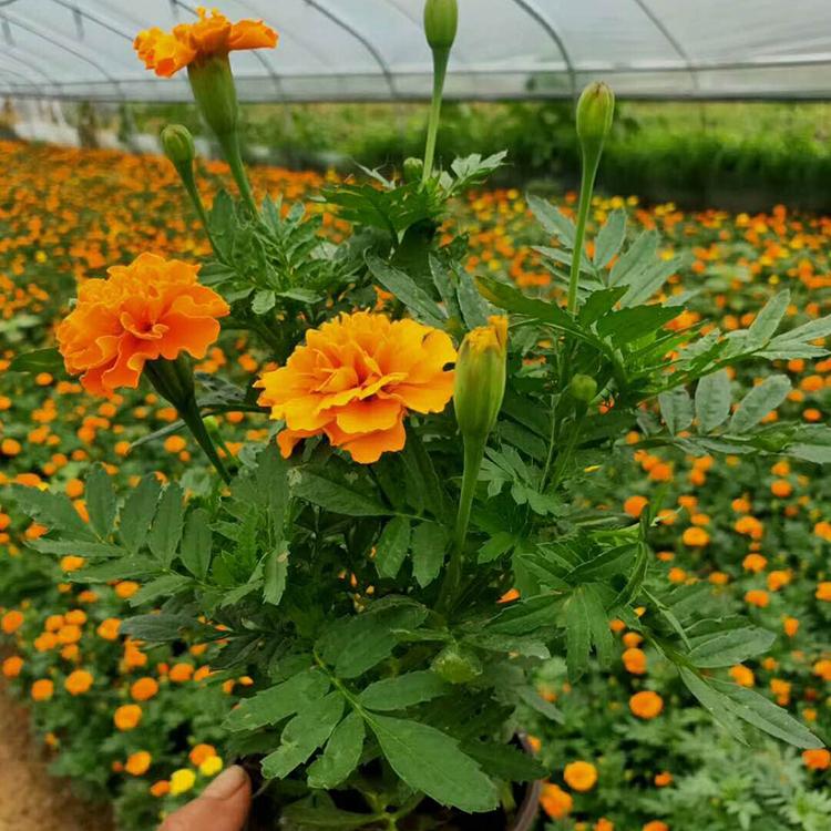 大量批发 孔雀草种苗 山东时令草花供应 孔雀草批发商