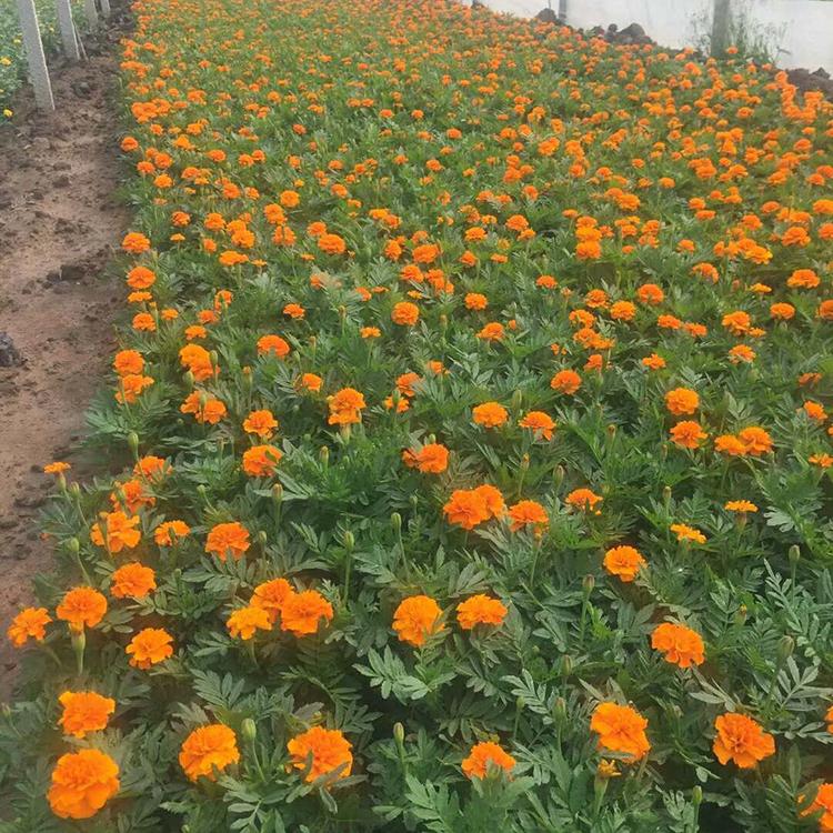 苗圃基地批发 孔雀草种苗 观赏花卉批发 孔雀草批发商