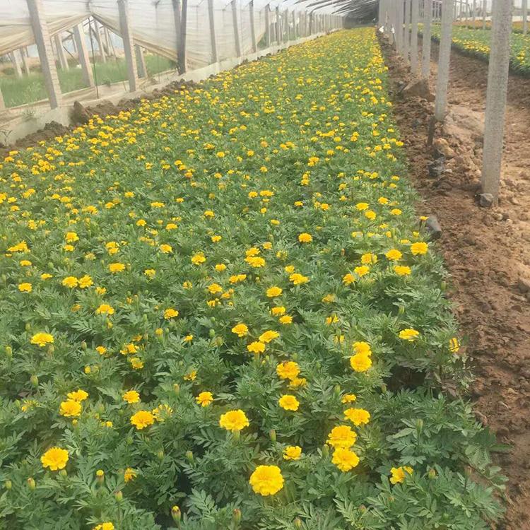 孔雀草销售 观赏花卉批发 价格从优