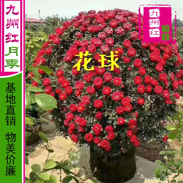 造型月季-月季球-藤本月季球-爬藤月季批发---九州红万亩月季基地