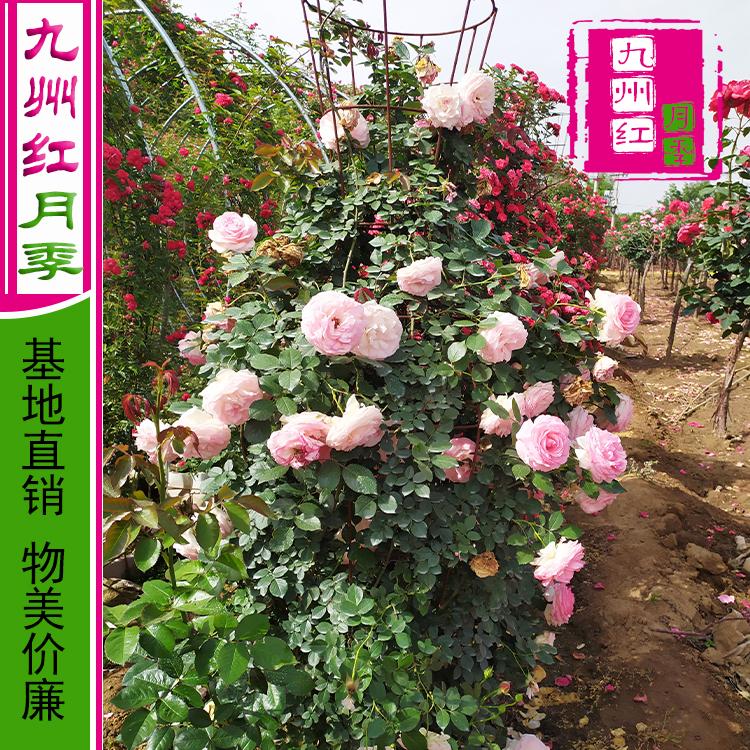 造型月季-月季花瓶-藤本月季花瓶-爬藤月季批发---九州红万亩月季基地