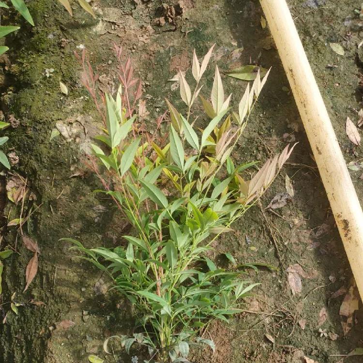 南天竹大杯苗 嘉耀种植南天竹基地
