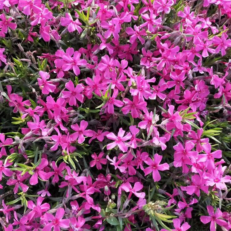 丛生福禄考花期长 玫红色丛生福禄考