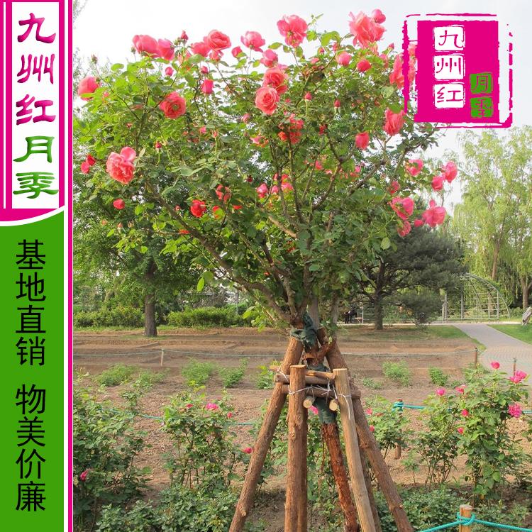 厂家直销 月季树价格 九州红月季