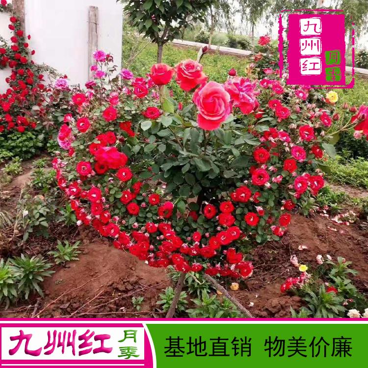 造型月季-心形月季-拱门月季-藤本造型月季-爬藤月季批发-月季门-拱门月季---九州红万亩月季基地