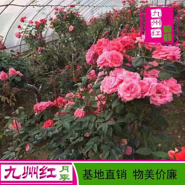厂家直销 月季树批发 -九州红月季