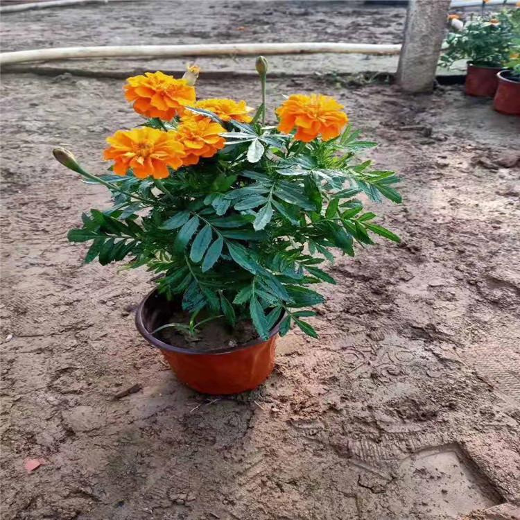 供应孔雀草杯苗       孔雀草基地直销