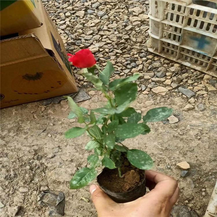 大花月季小苗种植基地批发  大花月季报价  量大从优
