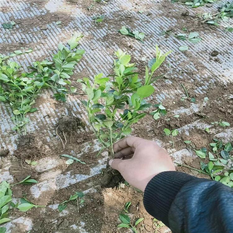 精品卫矛种植基地  直销精品卫矛批发报价