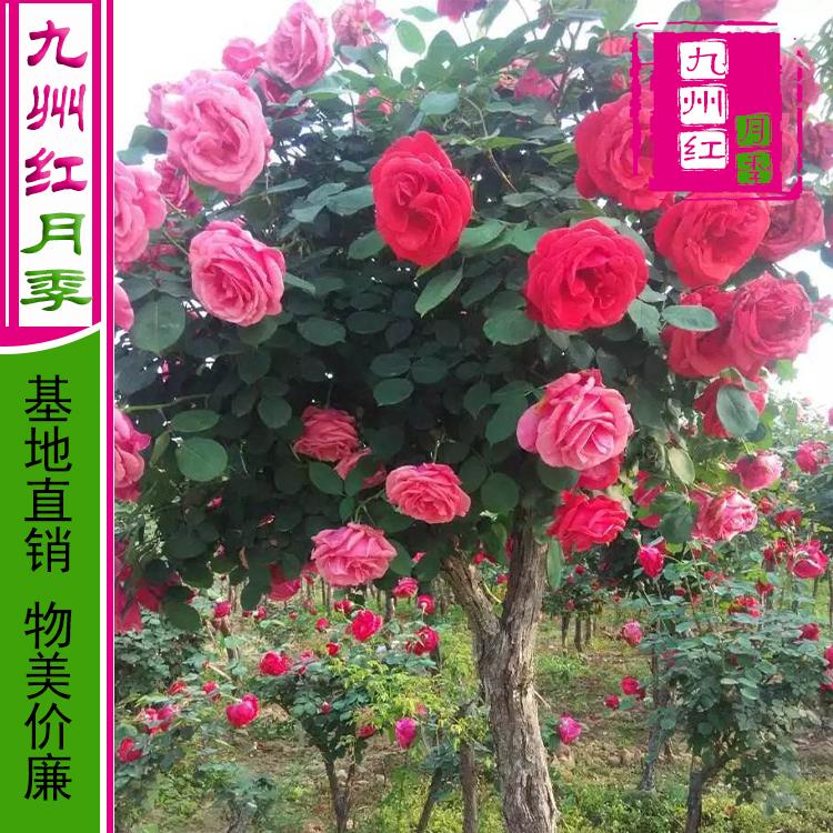 九州红-10公分月季树价格 树月季批发月季树状月季万亩基地