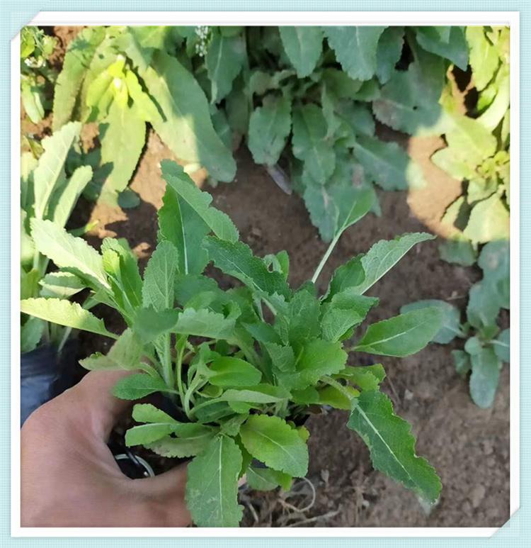 鼠尾草价格 鼠尾草小苗基地 地被鼠尾草批发商