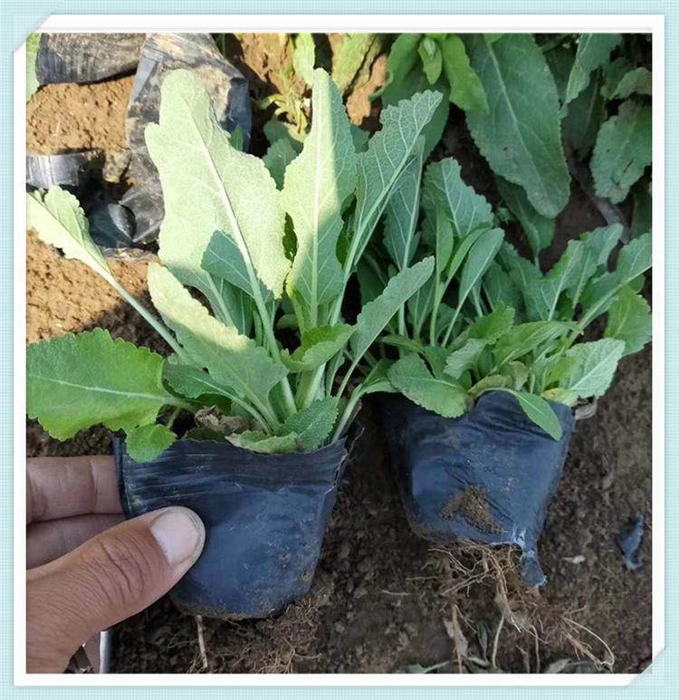 批发鼠尾草价格 观花鼠尾草 基地大量供应